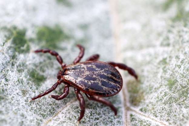 Adult tick on leaf