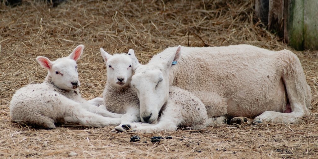 Adult and baby sheep resting photo credit Doug Mahoney