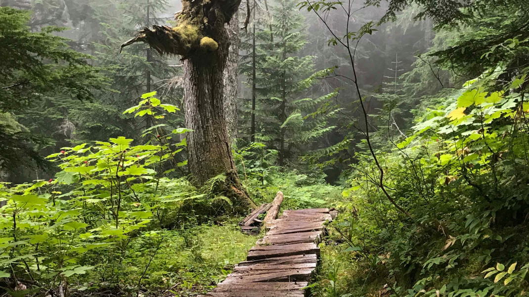 A wooden bridge trail through thick forest