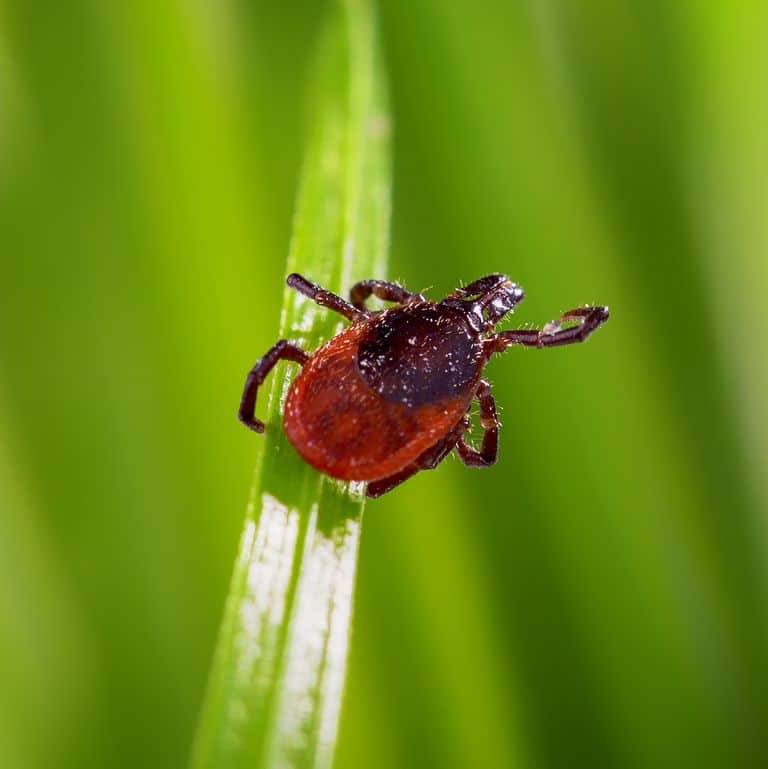 Adult tick on blade of grass