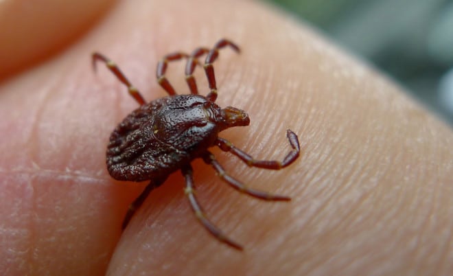 Tick on skin Photo courtesy of John Tann/Flickr