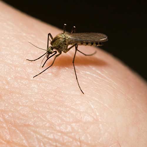 Mosquito on human skin