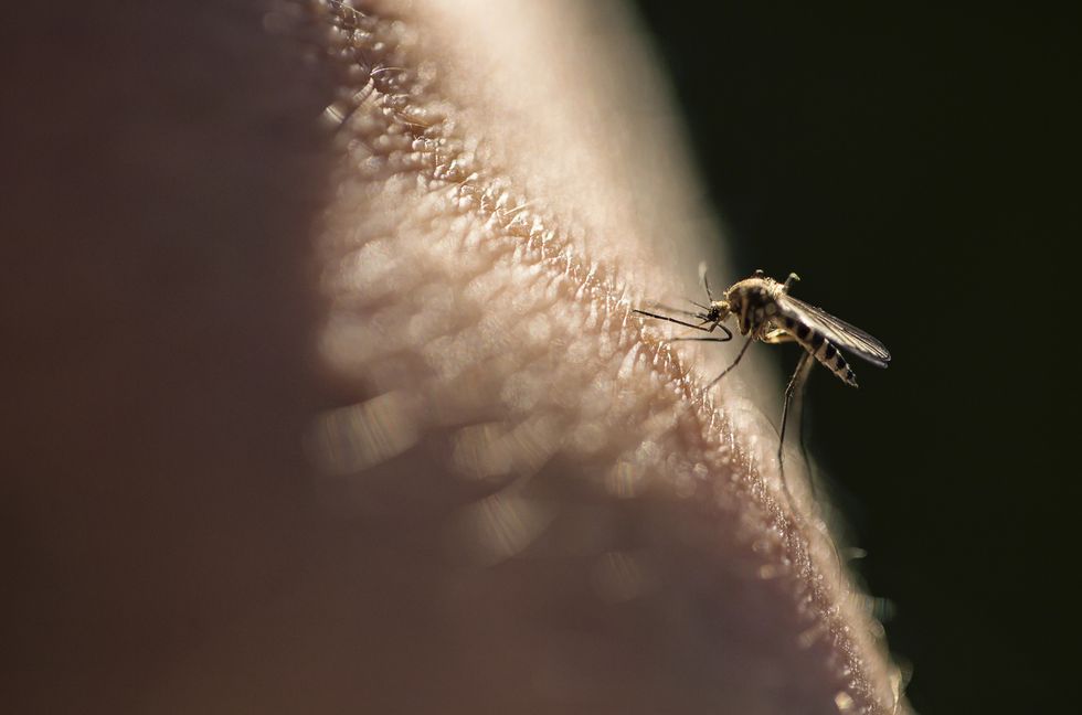 A mosquito biting skin