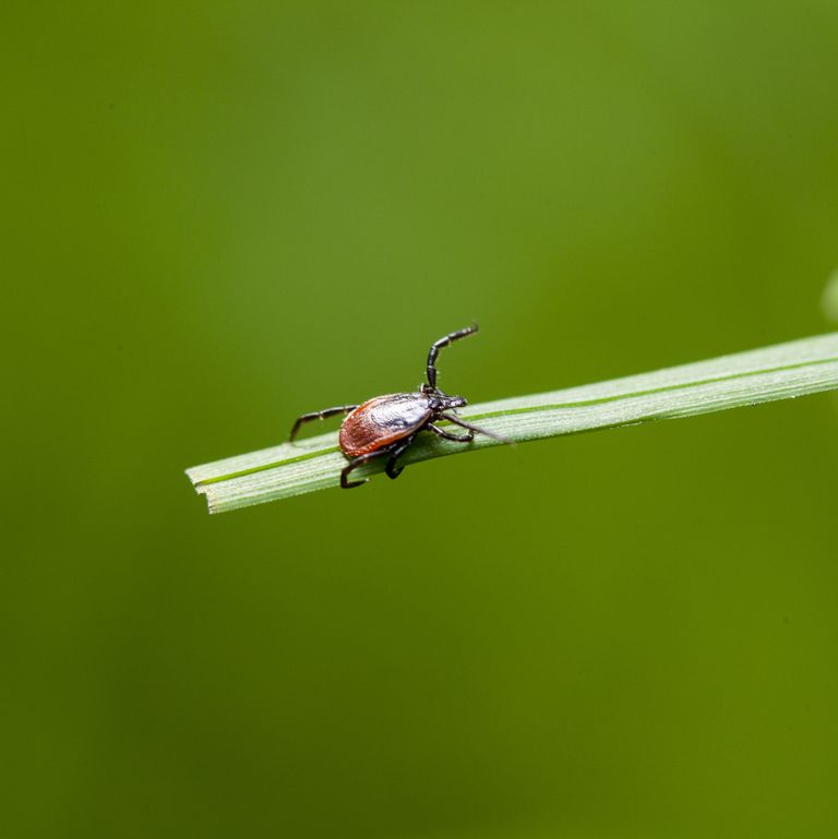 Macro of a tick on a leaf © Santiago UrquijoGetty Images