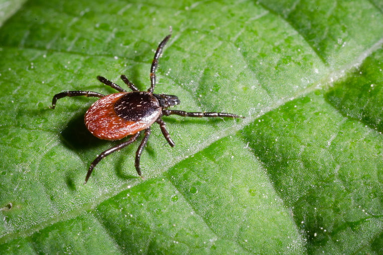 Tick on a green leaf