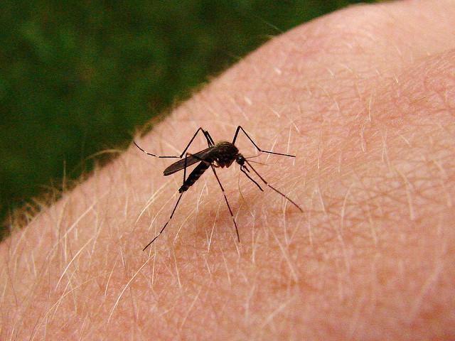 Mosquito on human skin