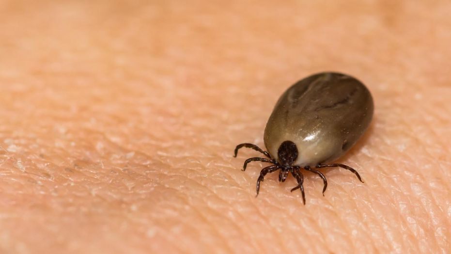 A tick on human skin