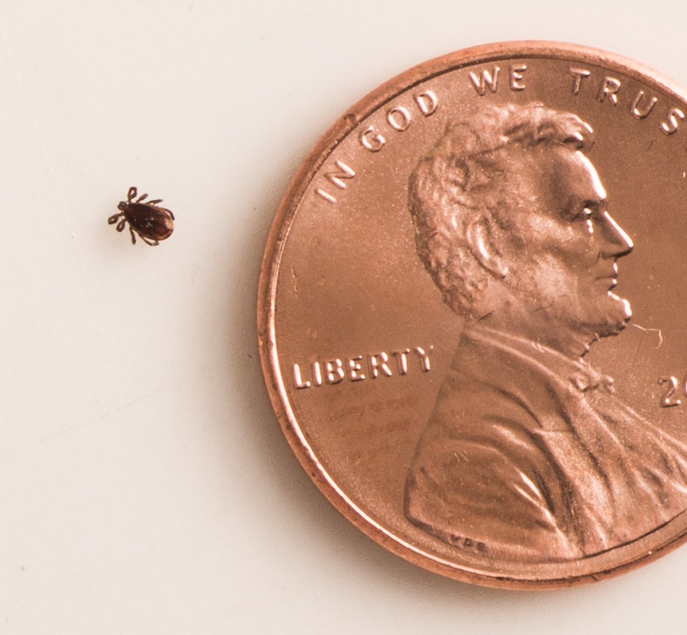 A tick next to a penny for size