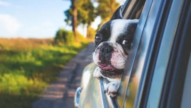 Dog with head out window