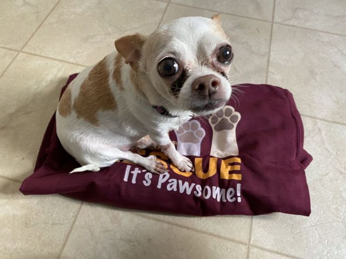 A dog sitting on a shirt looking up into the camera