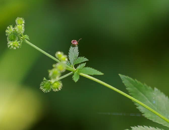 A tick on a leaf Photo by Liv Paggiarino / News Tribune