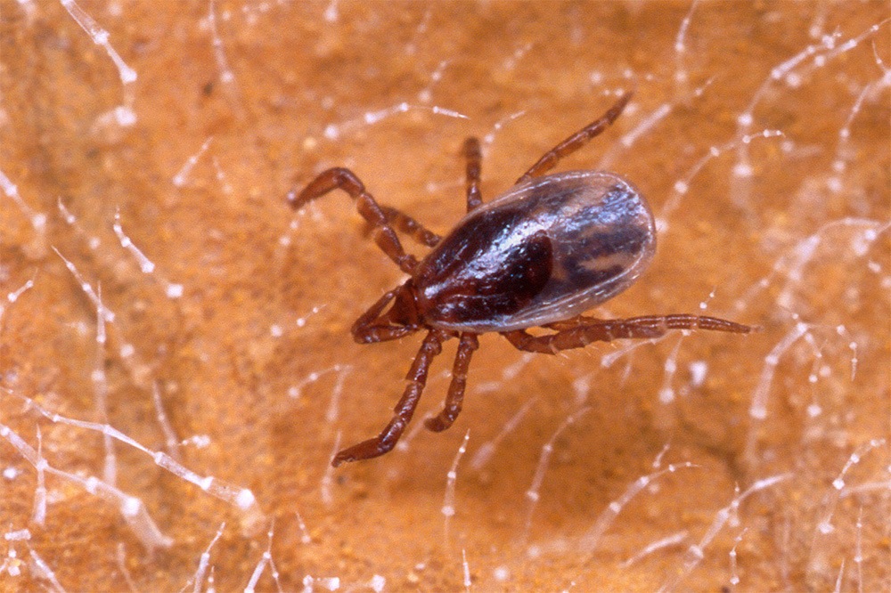 A close up of tick on skin