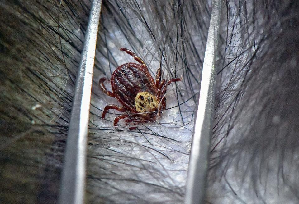 Close up tick on hair