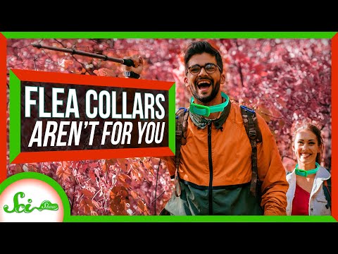 SciShow Flea Collars aren't for you graphic with two people wearing flea collars