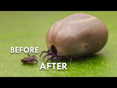 Before and after shot of tick with and without blood