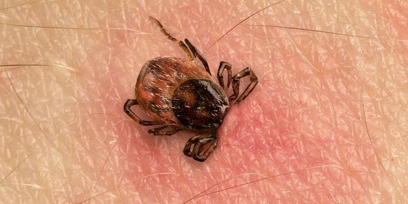 Close up shot of tick on skin