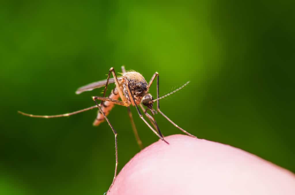 Mosquito on skin