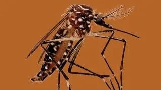 Close up of mosquito