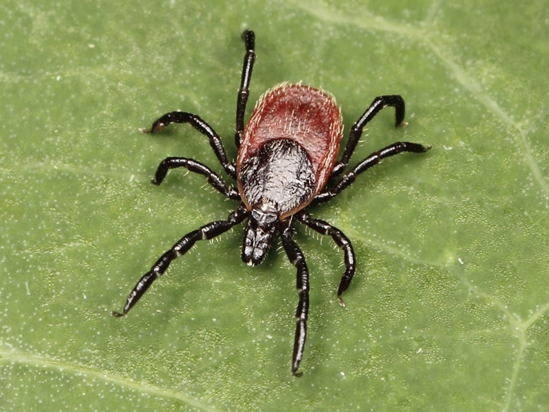 Close up of a Blacklegged Tick