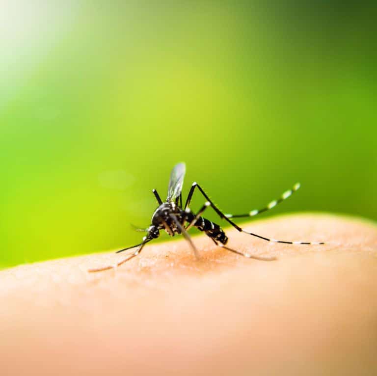 mosquito sucking blood