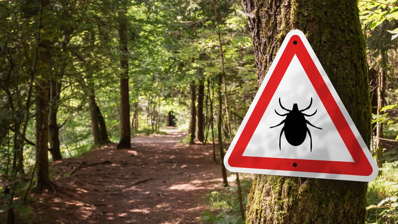 USA Today: Cases of tick-borne illness, babesiosis, are rising—here's how  to stay safe