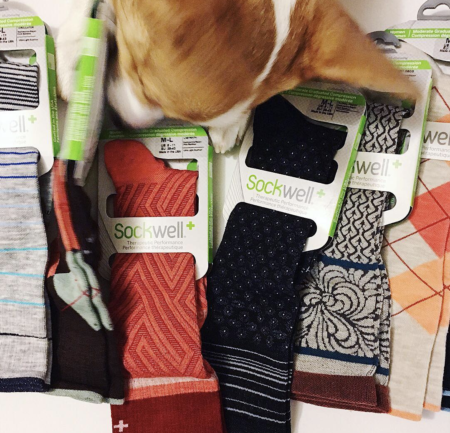 dog sniffing a pile of sockwell socks nursing socks