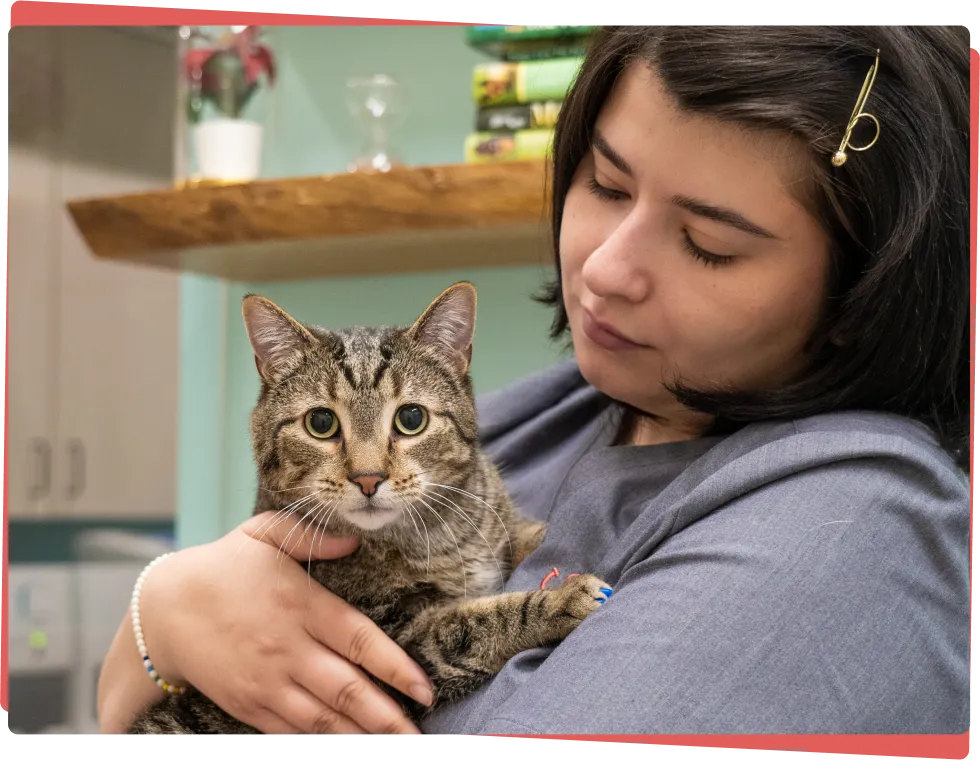 Best Dental Care for Pets in Denver, CO and Chicago, IL