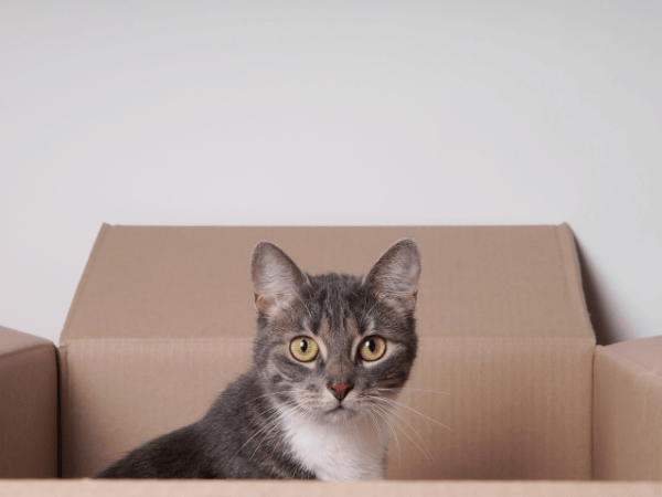 A cat hiding inside a box to represent cat anxiety during New Year