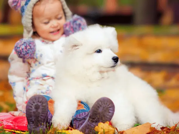 A young child sitting with a cute puppy, representing dog years to human years