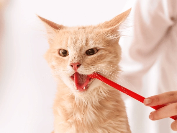 6 Common Cat Dental Problems: Symptoms & More [Vet-Approved]