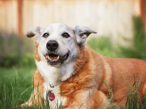 Caring for Senior or Older Dogs & Cats [A Vet-Approved Guide]