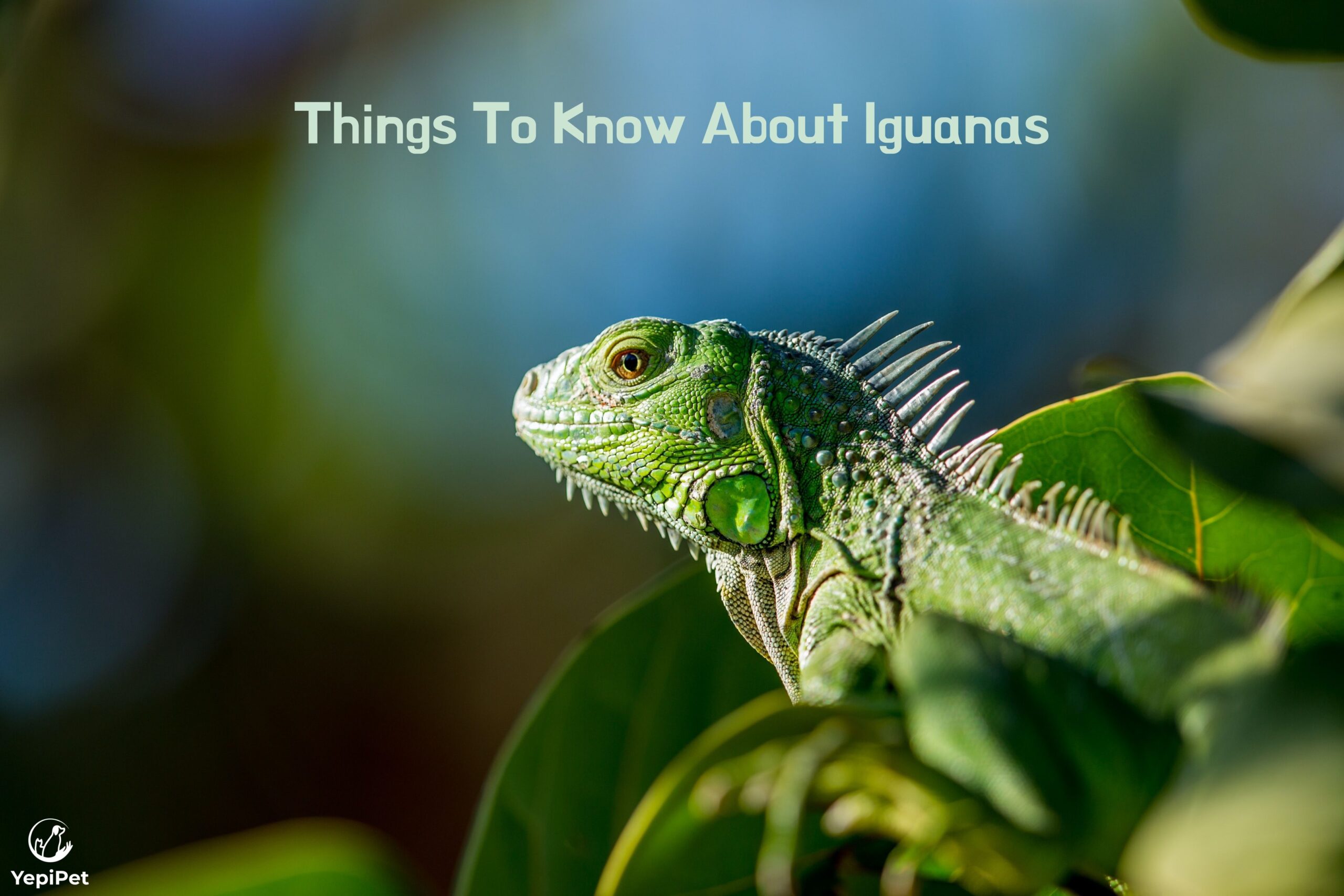 Things To Know About Iguanas Yepipet Your Key To Smart Pet Care