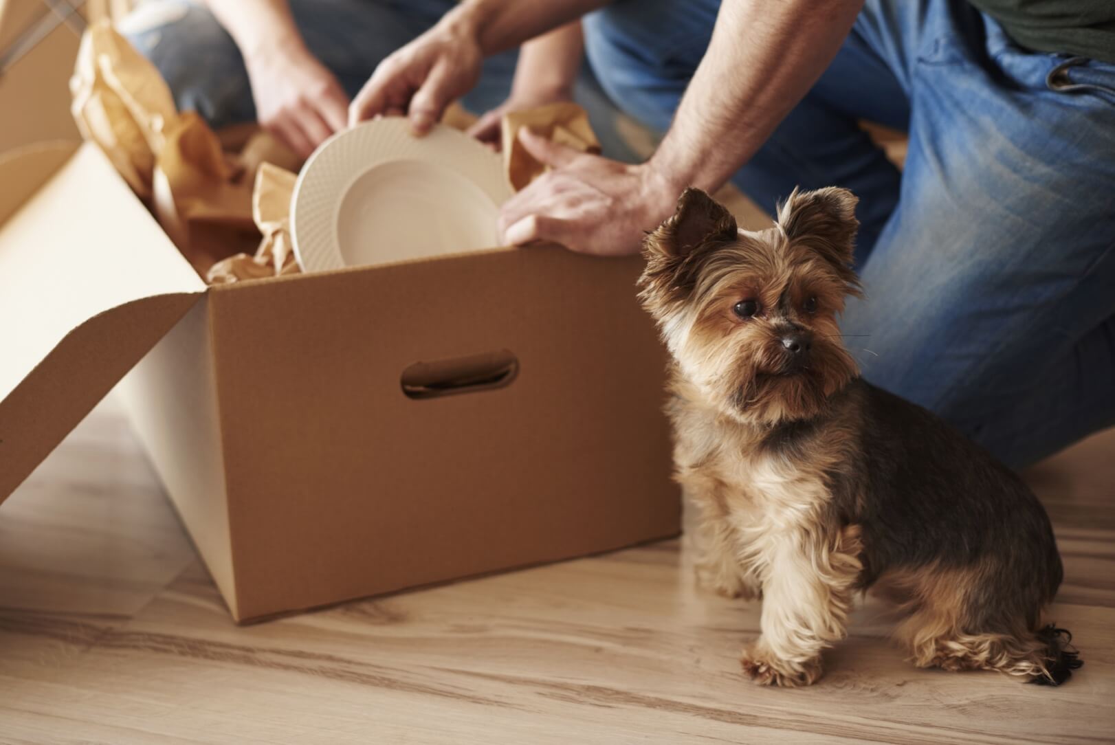 Dog helping it's owner with a cardboard box in this blog about the best ways to save money while moving.