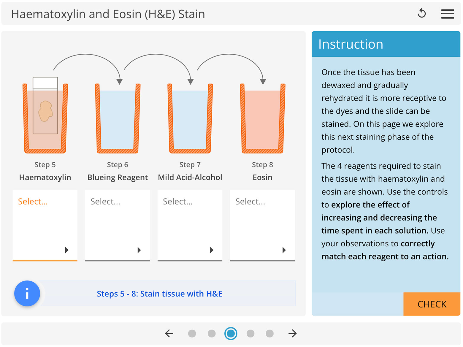 H and E staining LabSim stage staining with haematoxylin