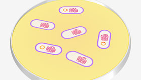 LearnSci LabSim: Cloning: Overview