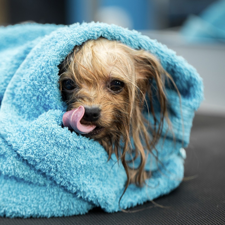 Contact Brontosaurus Pet Shop Coffs Harbour