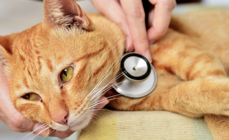 Intestinal Worms Can Infect Both Dogs and Cats!