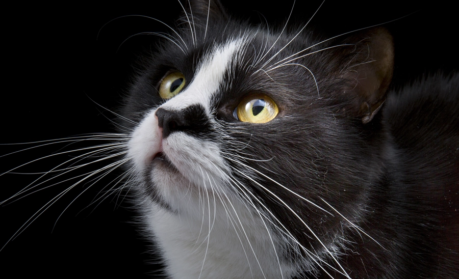 Whisker Fatigue What You Need To Know whisker-fatigue-what-you-need-to-know