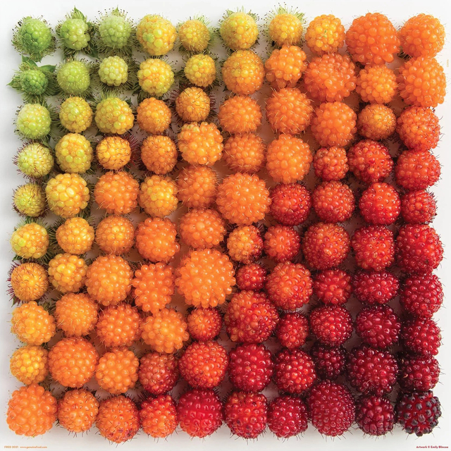 Fred salmonberries
