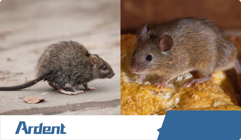 Rodent control photo of 2 rodents.