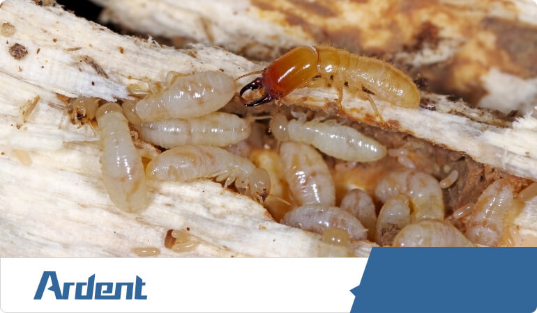 Termite infested wood.