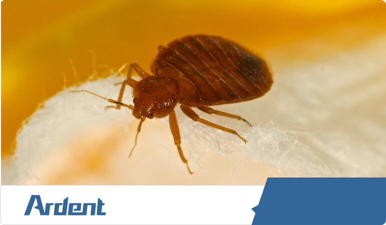 commercial-services-bed-bug-treatment