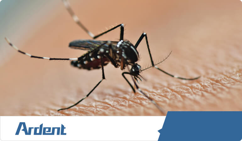 commercial-services-mosquito-control