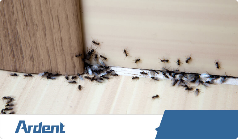 commercial-services-ant-control