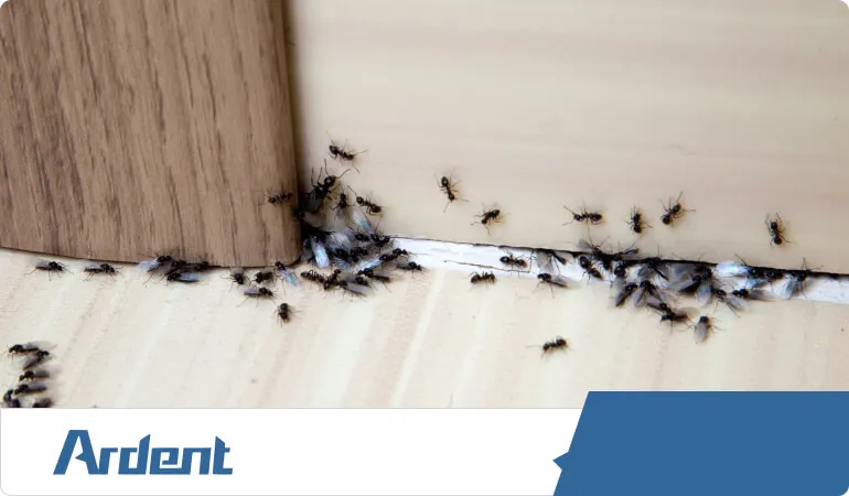 commercial-services-ant-control