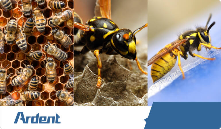 commercial-services-stinging-insects-elimination