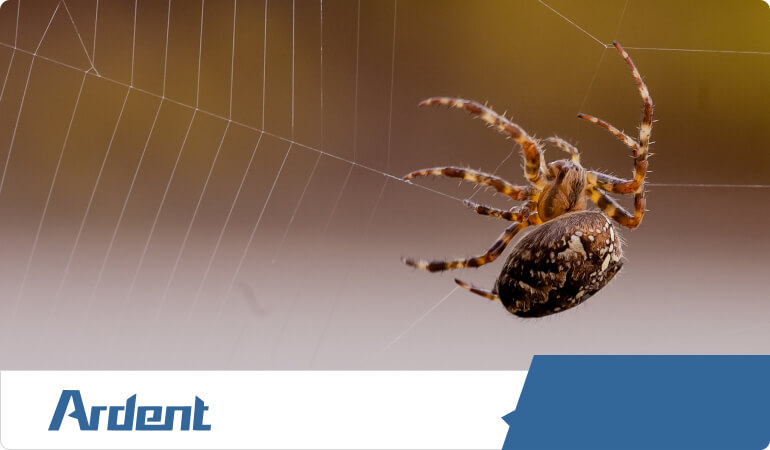 commercial-services-spider-removal-and-treatment