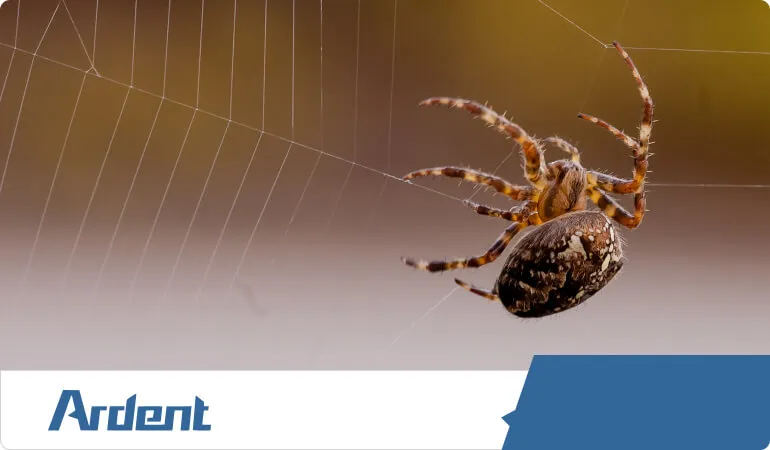 commercial-services-spider-removal-and-treatment