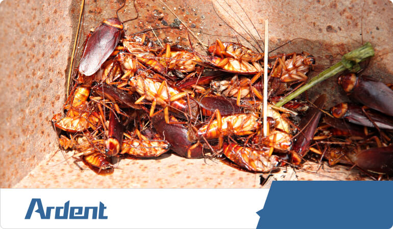 commercial-services-cockroach-extermination
