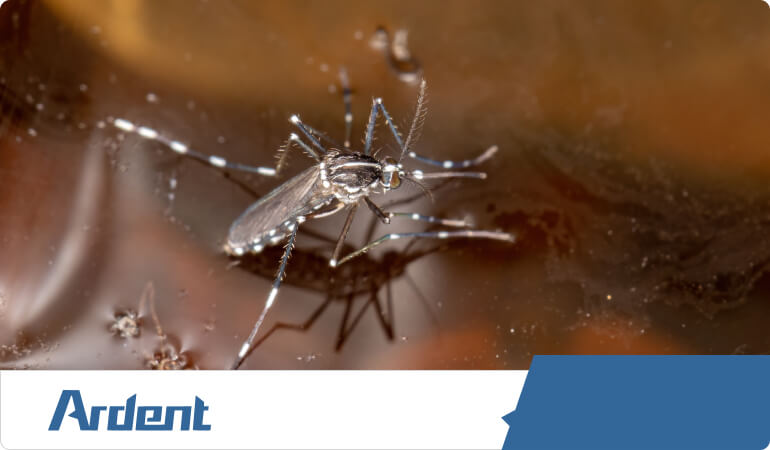 asian-tiger-mosquitos